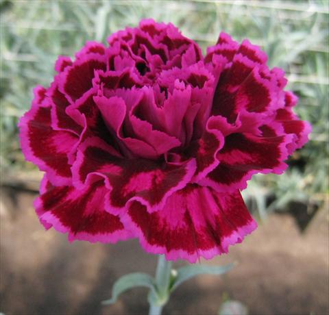 Photos von Blumenvarianten benutzt als: Schnittblume Dianthus caryophyllus Nobbio® Violet