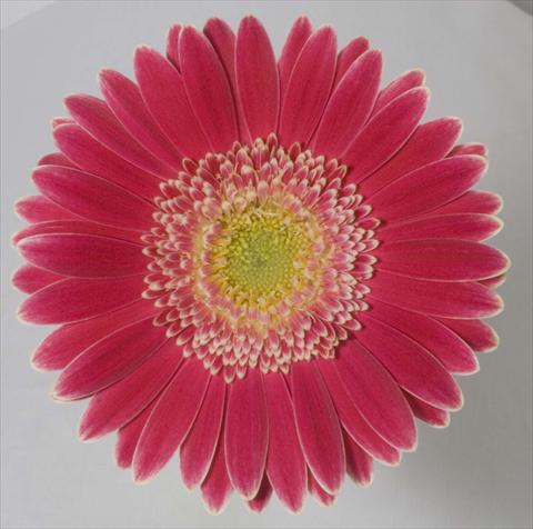 photo of flower to be used as: Pot Gerbera jamesonii Natalia