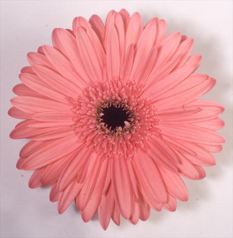 photo of flower to be used as: Pot Gerbera jamesonii Rionegro