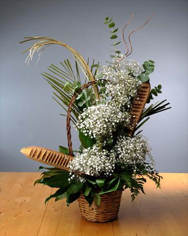Photos von Blumenvarianten benutzt als: Beet- / Rabattenpflanze Gypsophila Pearl Blossom