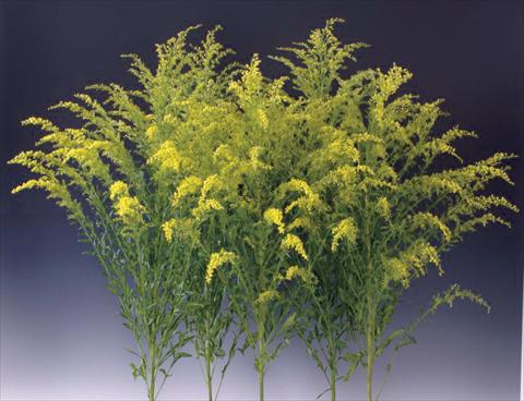 Photos von Blumenvarianten benutzt als: Beet- / Rabattenpflanze Solidago Knock Out