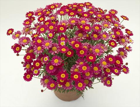 Photos von Blumenvarianten benutzt als: Topf und Beet Argyranthemum frutescens Daisy Crazy™ Meteor Red