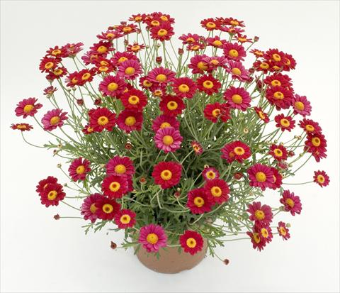Photos von Blumenvarianten benutzt als: Topf und Beet Argyranthemum frutescens Daisy Crazy™ Starlight Red