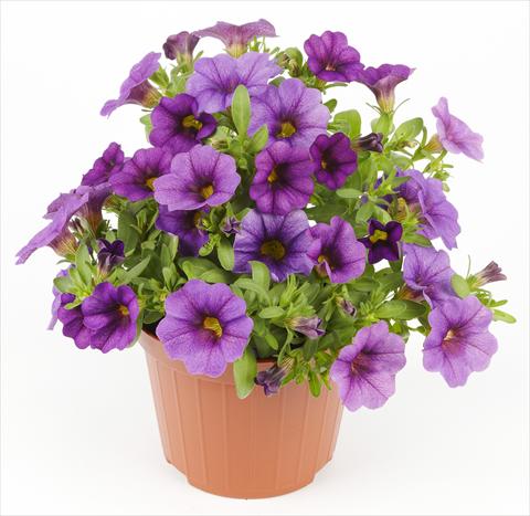 Photos von Blumenvarianten benutzt als: Topf, Beet, Terrasse Calibrachoa Mille Baci® Blue