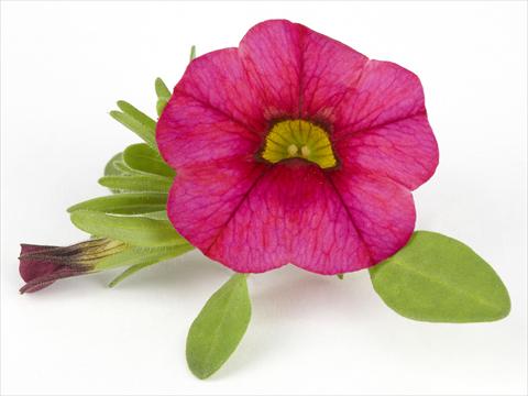 Photos von Blumenvarianten benutzt als: Topf, Beet, Terrasse Calibrachoa Mille Baci® Magenta