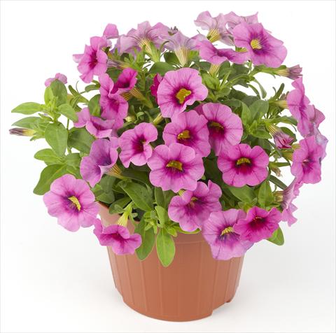 Photos von Blumenvarianten benutzt als: Topf, Beet, Terrasse Calibrachoa Mille Baci® Rose
