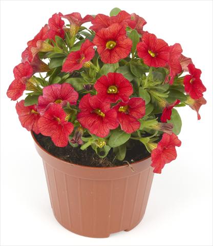 Photos von Blumenvarianten benutzt als: Topf, Beet, Terrasse Calibrachoa Mille Baci® Scarlet