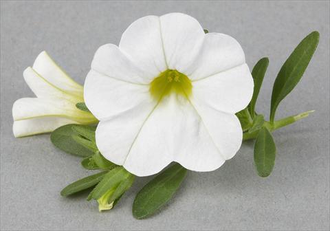 Photos von Blumenvarianten benutzt als: Topf, Beet, Terrasse Calibrachoa Mille Baci® White