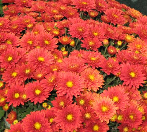 Photos von Blumenvarianten benutzt als: Topf, Beet, Terrasse Chrysanthemum Golette® Fructa Framboise