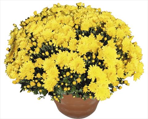 Photos von Blumenvarianten benutzt als: Topf, Beet, Terrasse Chrysanthemum Perseus® Macao Jaune