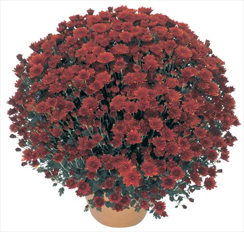 Photos von Blumenvarianten benutzt als: Topf, Beet, Terrasse Chrysanthemum Perseus® Macao Rouge