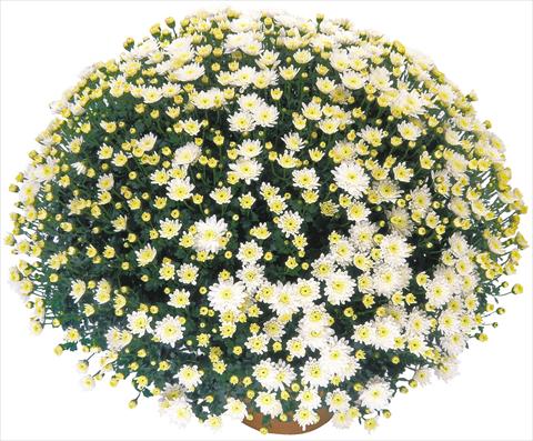 Photos von Blumenvarianten benutzt als: Topf, Beet, Terrasse Chrysanthemum Perseus® Solo Blanc