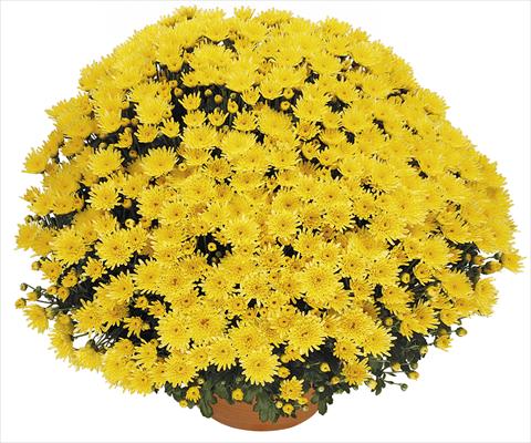 Photos von Blumenvarianten benutzt als: Topf, Beet, Terrasse Chrysanthemum Perseus® Solo Jaune