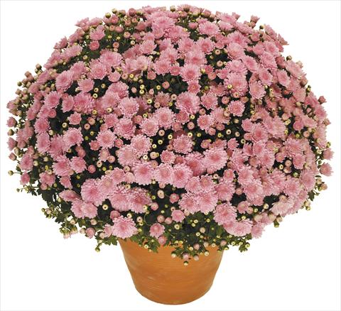 Photos von Blumenvarianten benutzt als: Topf, Beet, Terrasse Chrysanthemum Perseus® Toubo Rose