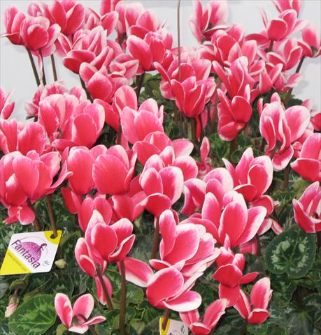 Photos von Blumenvarianten benutzt als: Topf, Beet, Terrasse Cyclamen persicum Latinia® Fantasia Rouge