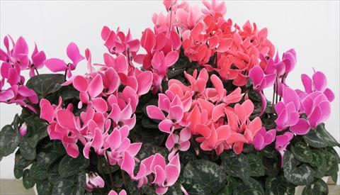 Photos von Blumenvarianten benutzt als: Topf, Beet, Terrasse Cyclamen persicum Latinia® Premium Melange Flammé Liseré