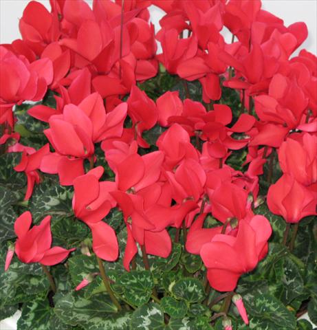 Photos von Blumenvarianten benutzt als: Topf, Beet, Terrasse Cyclamen persicum Latinia® Rouge vif