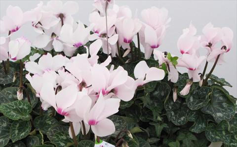 Photos von Blumenvarianten benutzt als: Topf, Beet, Terrasse Cyclamen persicum Latinia® Victoria 50