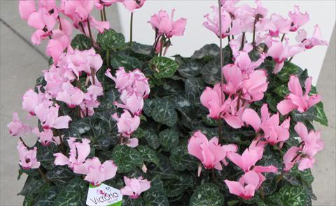 Photos von Blumenvarianten benutzt als: Topf und Beet Cyclamen persicum mini Metis® Victoria Saumon & Fuchsia