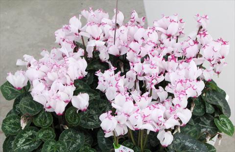 Photos von Blumenvarianten benutzt als: Topf und Beet Cyclamen persicum mini Metis® Victoria