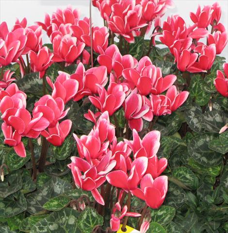 Photos von Blumenvarianten benutzt als: Topf, Beet, Terrasse Cyclamen persicum midi Tianis® Fantasia Rouge écarlate