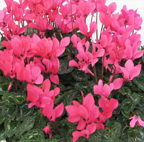 Photos von Blumenvarianten benutzt als: Topf, Beet, Terrasse Cyclamen persicum midi Tianis® Fuchsia Neon