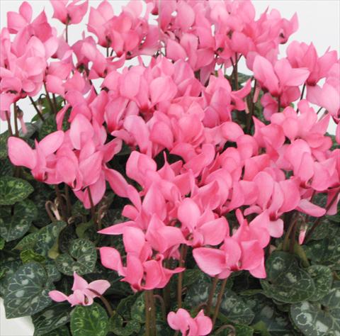 Photos von Blumenvarianten benutzt als: Topf, Beet, Terrasse Cyclamen persicum midi Tianis® Rose à oeil liseré