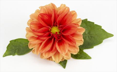 Photos von Blumenvarianten benutzt als: Topf, Beet, Terrasse Dahlia Decoretta Orange