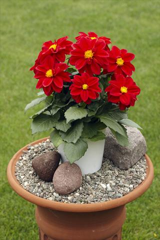 Photos von Blumenvarianten benutzt als: Topf, Beet, Terrasse Dahlia Decoretta Red