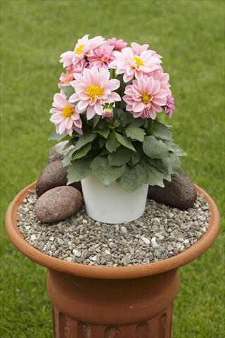 Photos von Blumenvarianten benutzt als: Topf, Beet, Terrasse Dahlia Decoretta Rose-Pink