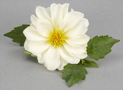 Photos von Blumenvarianten benutzt als: Topf, Beet, Terrasse Dahlia Decoretta White
