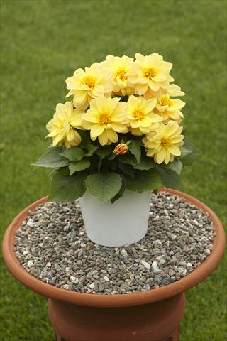 Photos von Blumenvarianten benutzt als: Topf, Beet, Terrasse Dahlia Decoretta Yellow