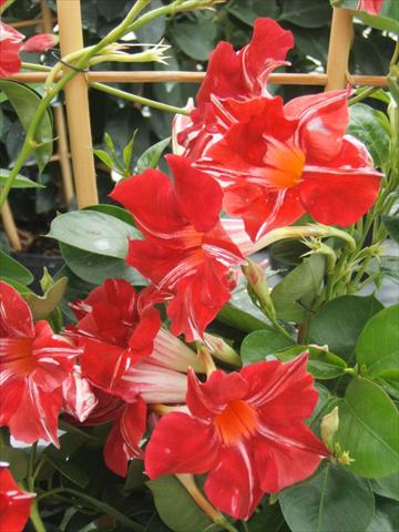 Photos von Blumenvarianten benutzt als: Topf, Beet, Terrasse Dipladenia (Mandevilla) Sundaville® Red Star