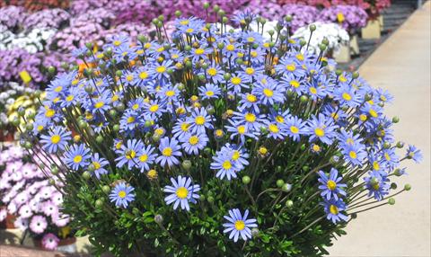 Photos von Blumenvarianten benutzt als: Topf, Beet, Terrasse Felicia amelloides Felicitara Blue