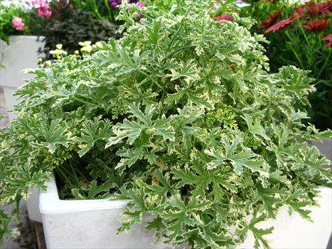 Photos von Blumenvarianten benutzt als: Topf und Beet Pelargonium odoratissimum Decorativ™ Geranio Bicolor