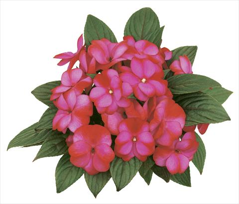 Photos von Blumenvarianten benutzt als: Topf, Beet, Terrasse, Ampel Impatiens N. Guinea Paradise® Fancy