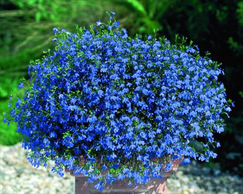 Photos von Blumenvarianten benutzt als: Topf, Beet, Terrasse, Ampel Lobelia Lobelie Westflowers® Blue Star