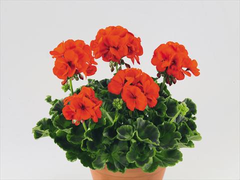 Photos von Blumenvarianten benutzt als: Topf, Beet, Terrasse Pelargonium zonale Compact Gen® Serena Nova