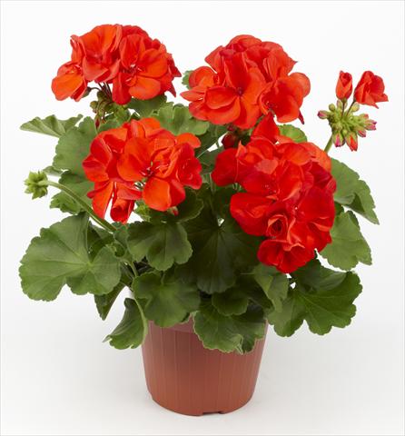 Photos von Blumenvarianten benutzt als: Topf, Beet, Terrasse Pelargonium zonale pac® Hidemi
