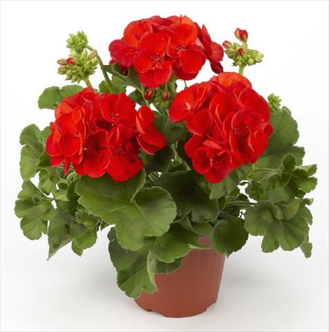 Photos von Blumenvarianten benutzt als: Topf, Beet, Terrasse Pelargonium zonale pac® Victor Improved