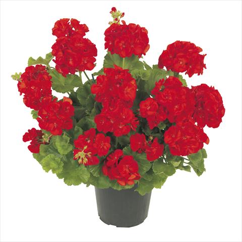 Photos von Blumenvarianten benutzt als: Topf Pelargonium zonale RE-AL® Polaris®