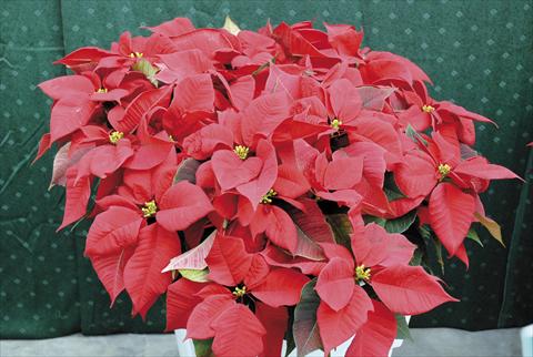Photos von Blumenvarianten benutzt als: Topf Poinsettia - Euphorbia pulcherrima PLA® Eckespoint® Fiamma