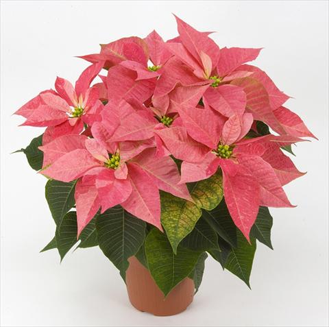 Photos von Blumenvarianten benutzt als: Topf Poinsettia - Euphorbia pulcherrima PLA® Eckespoint® Giulietta