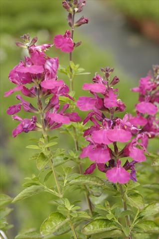 Photos von Blumenvarianten benutzt als: Topf und Beet Salvia greggii PLA® Puebla Rose