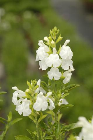 Photos von Blumenvarianten benutzt als: Topf und Beet Salvia greggii PLA® Puebla White