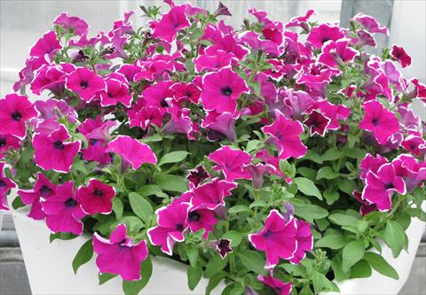 Photos von Blumenvarianten benutzt als: Topf, Beet, Terrasse, Ampel Petunia pendula Surfinia® Giant Purple Picotée