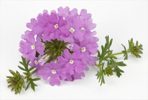 Photos von Blumenvarianten benutzt als: Topf, Beet, Terrasse, Ampel Verbena Benissima® Lavender
