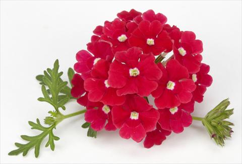 Photos von Blumenvarianten benutzt als: Topf, Beet, Terrasse, Ampel Verbena Benissima® Red
