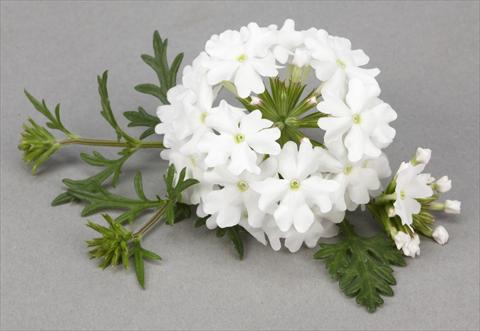 Photos von Blumenvarianten benutzt als: Topf, Beet, Terrasse, Ampel Verbena Benissima® White
