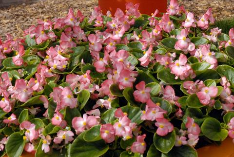 Photos von Blumenvarianten benutzt als: Topf und Beet Begonia Monza Appleblossom